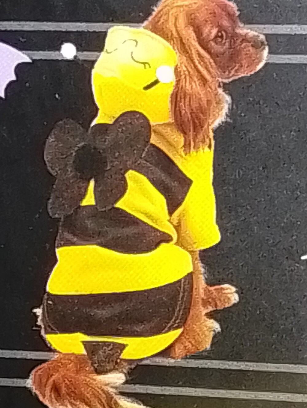Pet Halloween Hoodie Bumblebee Yellow & Black Small